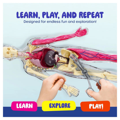 Human Anatomy Squishy Body Model