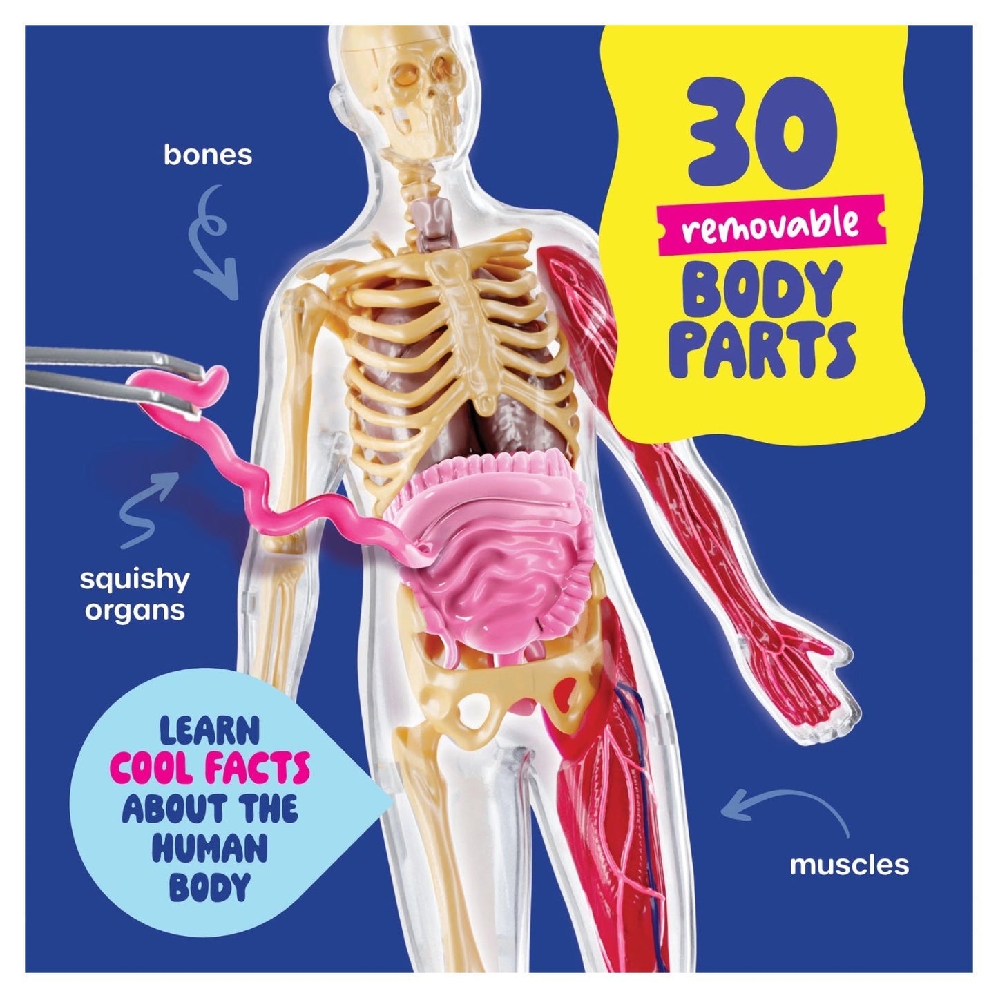 Human Anatomy Squishy Body Model