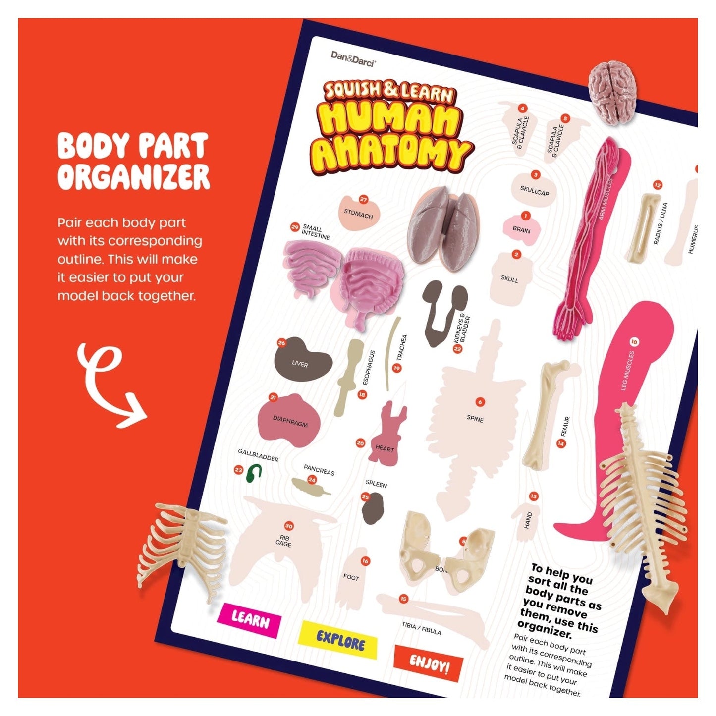 Human Anatomy Squishy Body Model